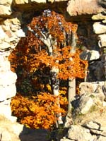 Pruhled
