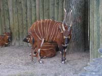 zoo05