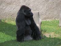 zoo06