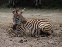 zoo07