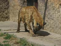 zoo08