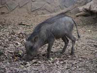 zoo09