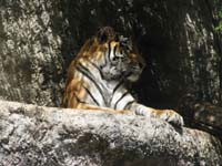 zoo11