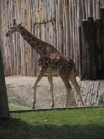 zoo12