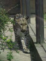 zoo13