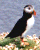 puffin1